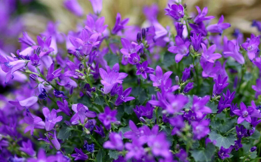 adinavoicu lobelia 4092093