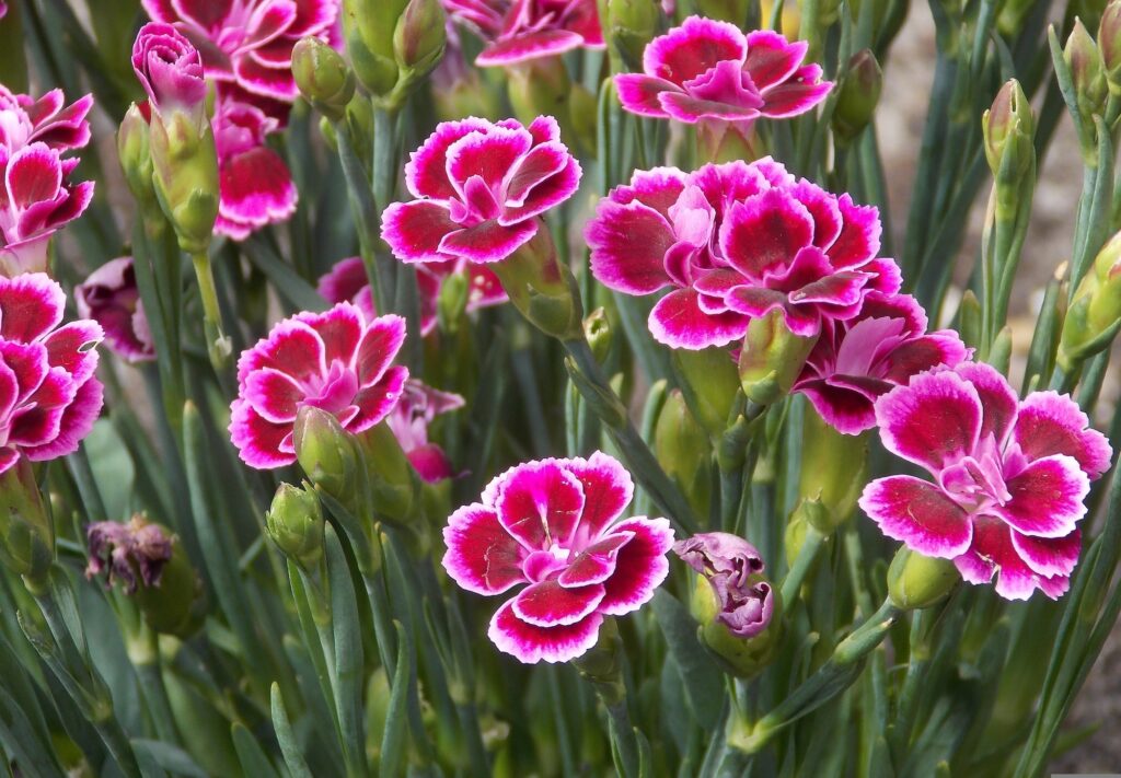 barbus carnation 3494651